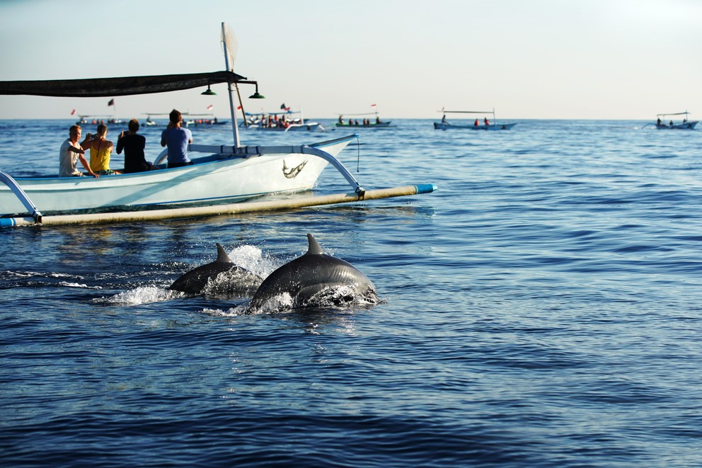 Dolphin Cruises